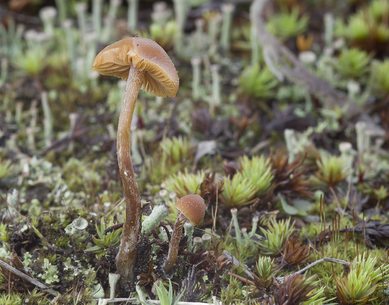 Galerina badipes